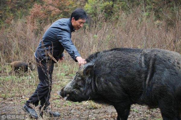 猪王落网!护农队田间擒获200斤超重野猪,称重现场惊呆村民