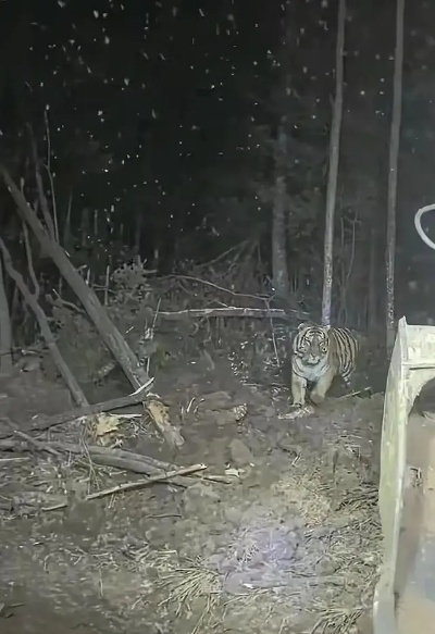 零下30度的对视,女子雪夜遇东北虎,亲历死亡凝视的极致恐惧