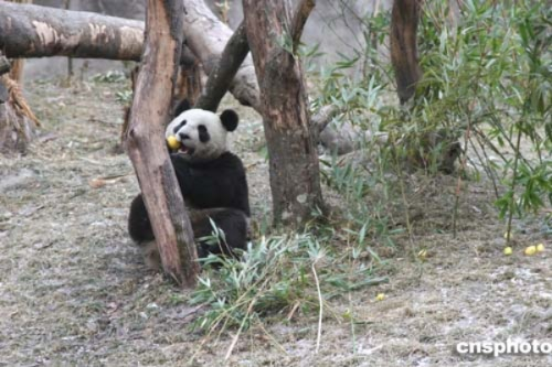 沪台情暖！上海将赠两只小熊猫赴台北，续写两岸同胞美好情谊