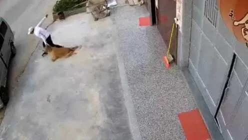 光天化日公然盗狗！女孩眼睁睁看着爱犬被偷急哭，目击者怒斥，太猖狂了！