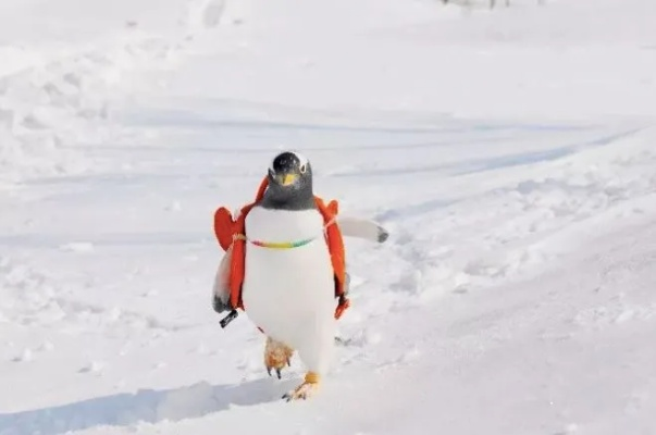 企鹅在东北看见雪，直接越狱！冰原上的逃亡队伍，笑翻全场